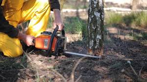 Best Leaf Removal  in Elroy, NC