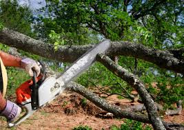 Best Storm Damage Tree Cleanup  in Elroy, NC