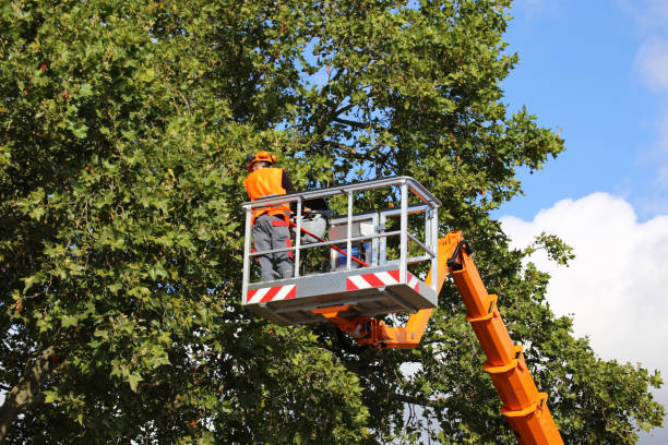 Best Stump Grinding and Removal  in Elroy, NC