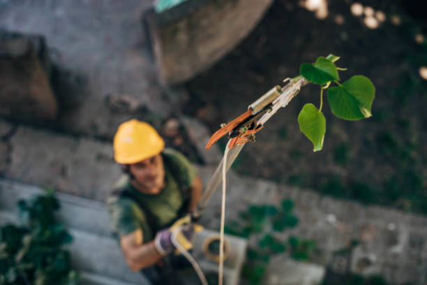 Best Fruit Tree Pruning  in Elroy, NC