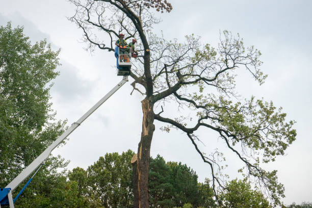 Best Arborist Consultation Services  in Elroy, NC