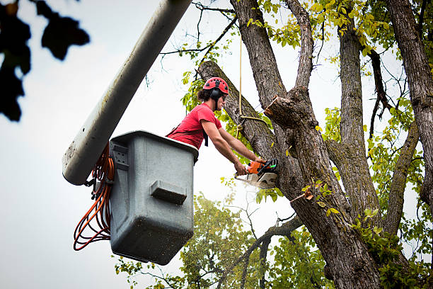 Best Tree Trimming and Pruning  in Elroy, NC