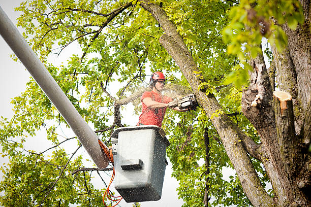 Best Tree Disease Treatment  in Elroy, NC