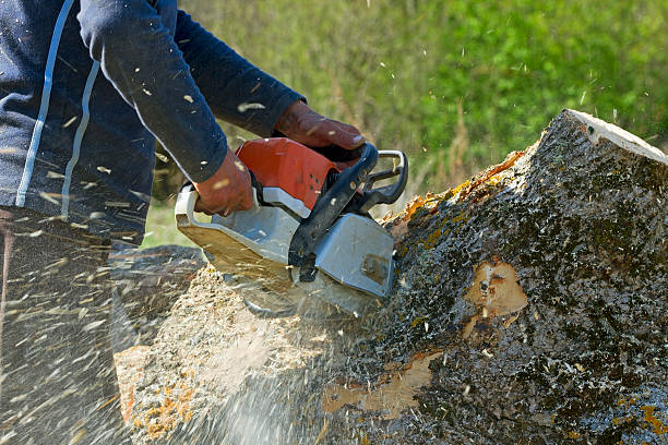 Best Palm Tree Trimming  in Elroy, NC